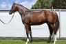Lot-277---Redoute-s-Choice-Lady-Capel-colt.jpg