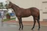 Lot-30---Redoute-s-Choice-Bougeois-colt.jpg