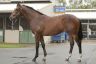 Lot-337---Redoute-s-Choice-Mirror-Mirror-filly.jpg