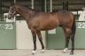 Lot-564---Redoute-s-Choice-Sunday-Joy-colt.jpg