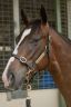 Lot-564---head-shot.jpg