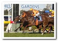 Toorak Toff