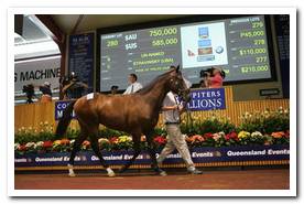 Gold Coast Sale Ring