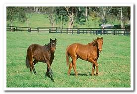 Horses in Paddock