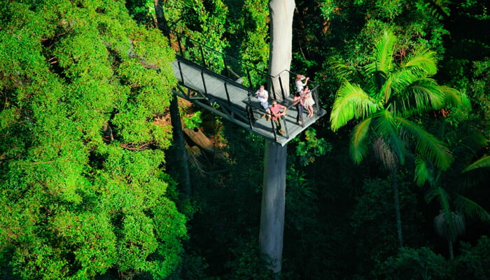 Tamborine Rainforest Skywalk