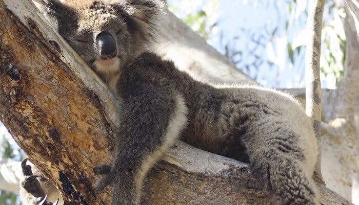 Yanchep National Park