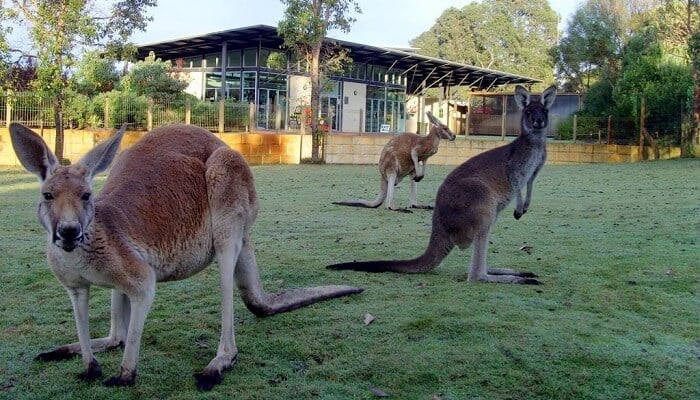 Caversham Wildlife Park