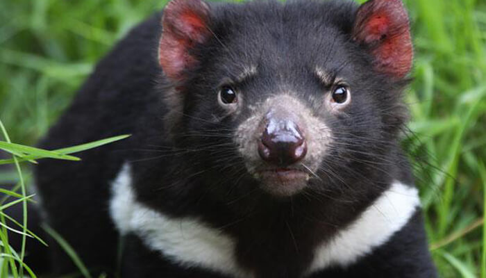 Tasmania Zoo