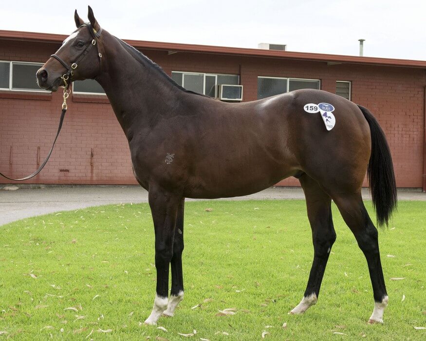 Beneteau Colt Highlights Day One of Perth Yearling Sale