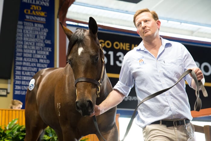 Foxwedge Colt Tops National Yearling Sale