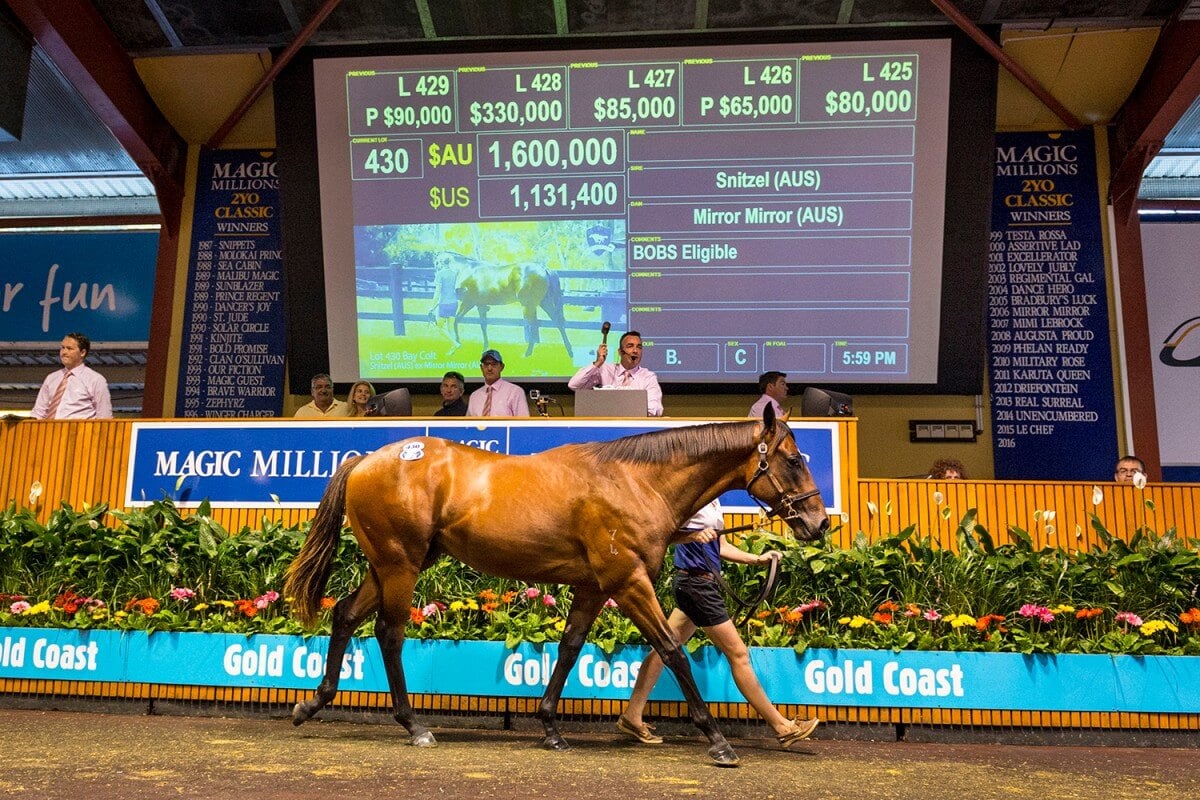 Snitzel Colts Add Bite to Gold Coast Yearling Sale