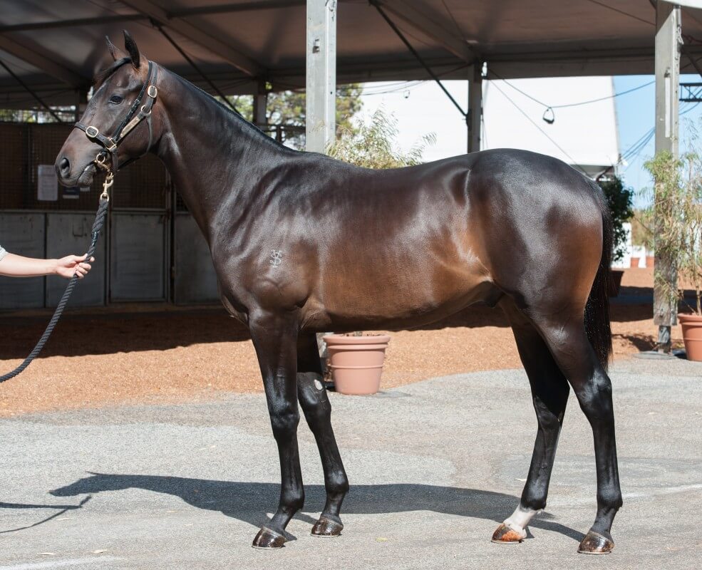 Street Colt Tops Day as Perth Figures Rise