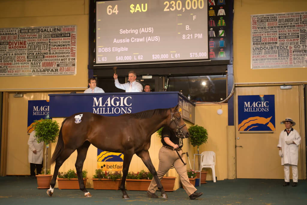Sebring Filly Stars on Day One in Adelaide