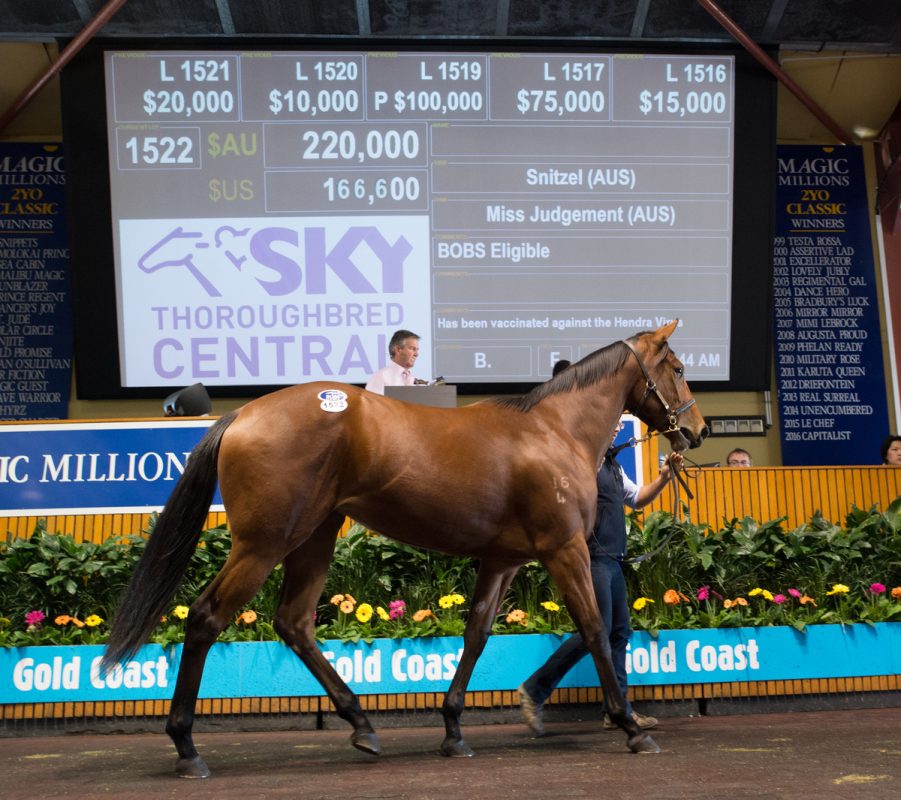 Snitzel Filly Tops National Yearling Day One