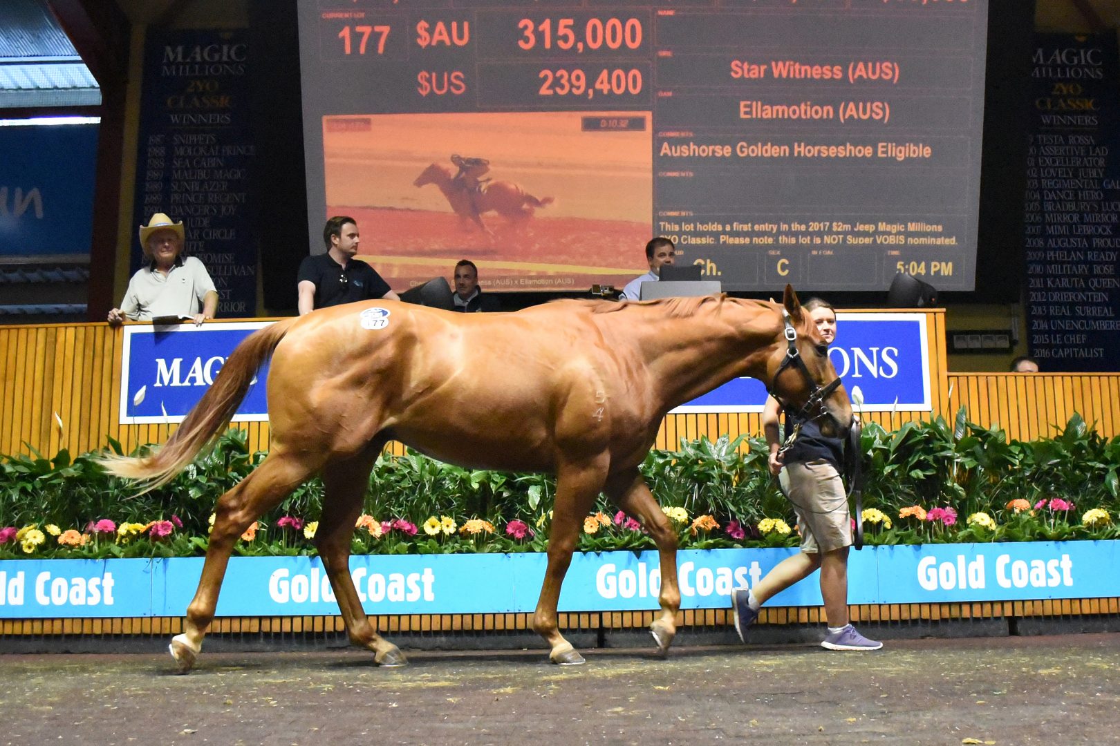 Star Witness Colt on Top on the Gold Coast
