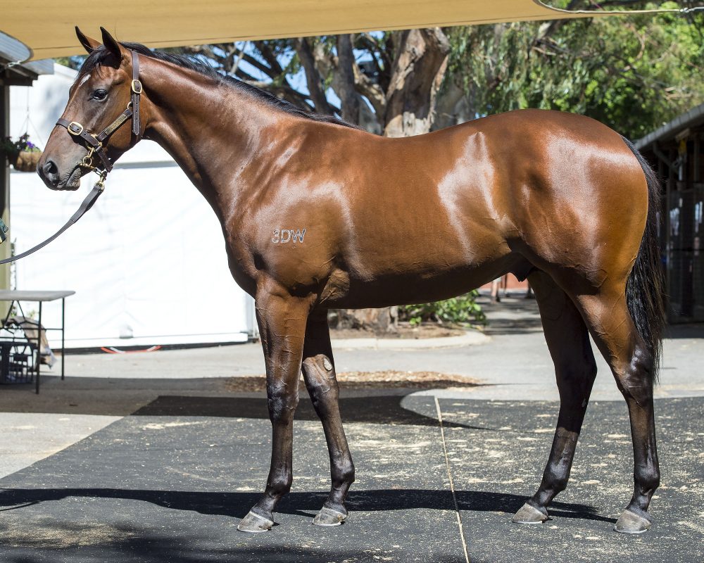 I Am Invincible Colt Tops Day Two in Perth