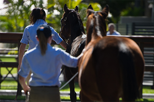 The Future is Here – National Weanling Sale Online