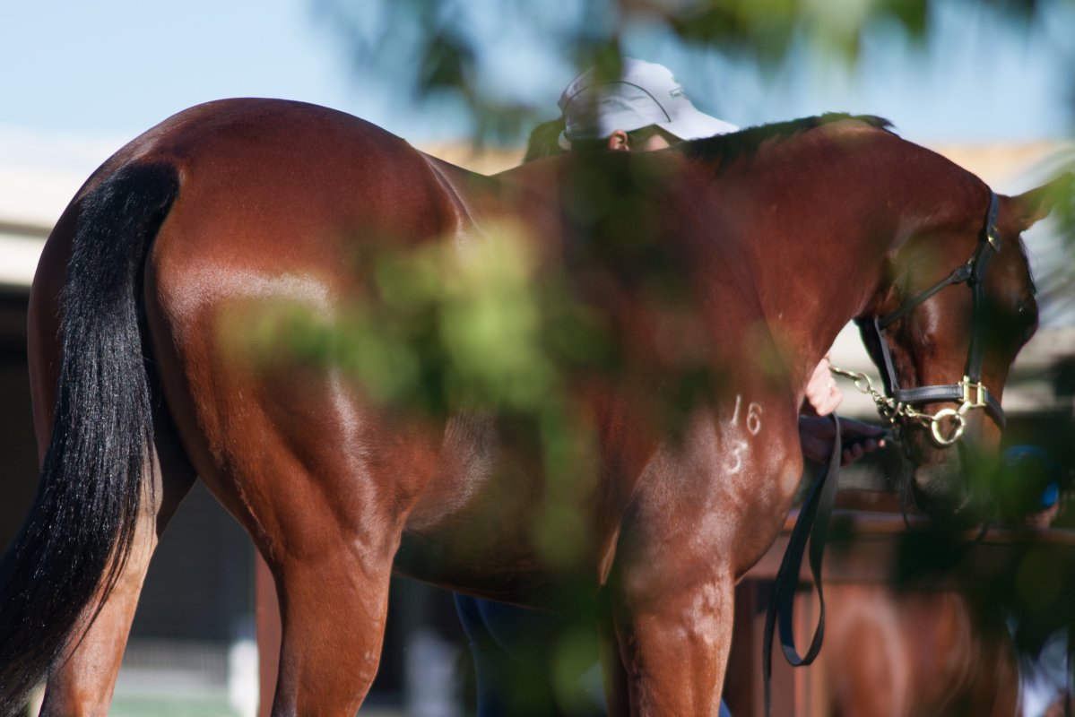 National Yearling Catalogue Now Online