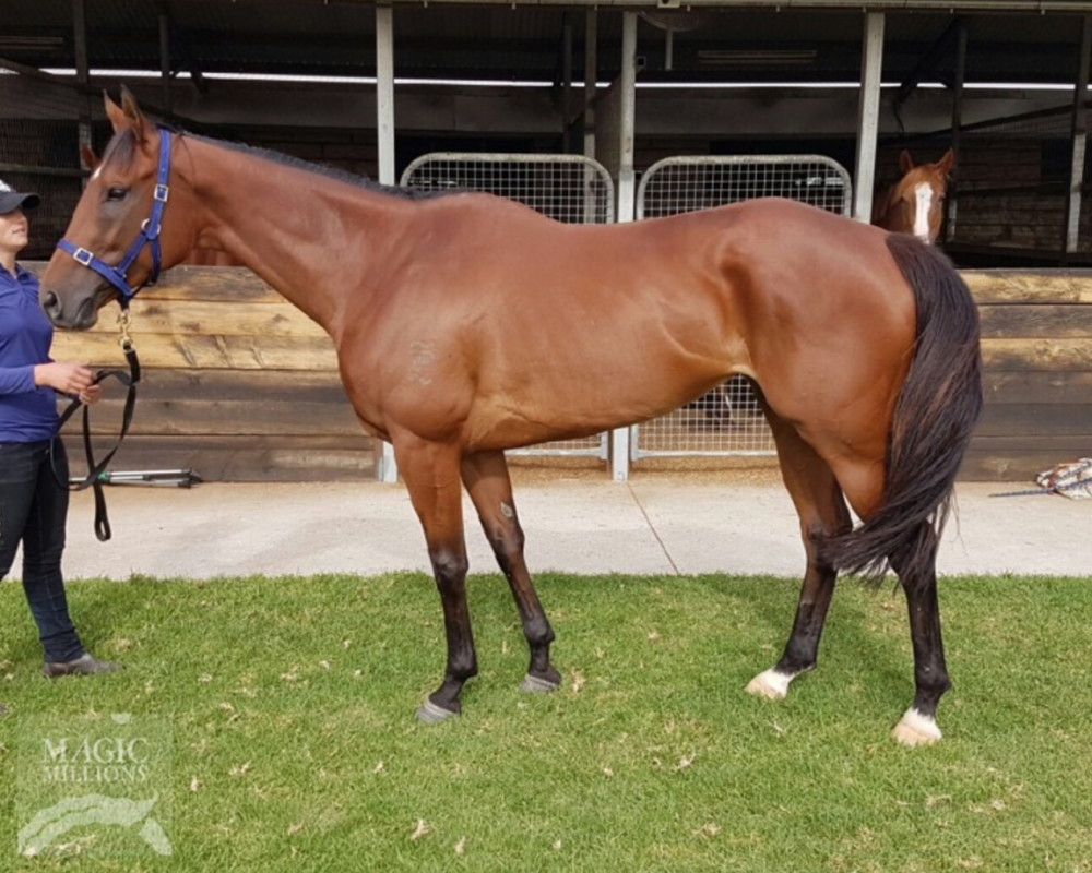 Profound Wisdom Tops Adelaide May Sale