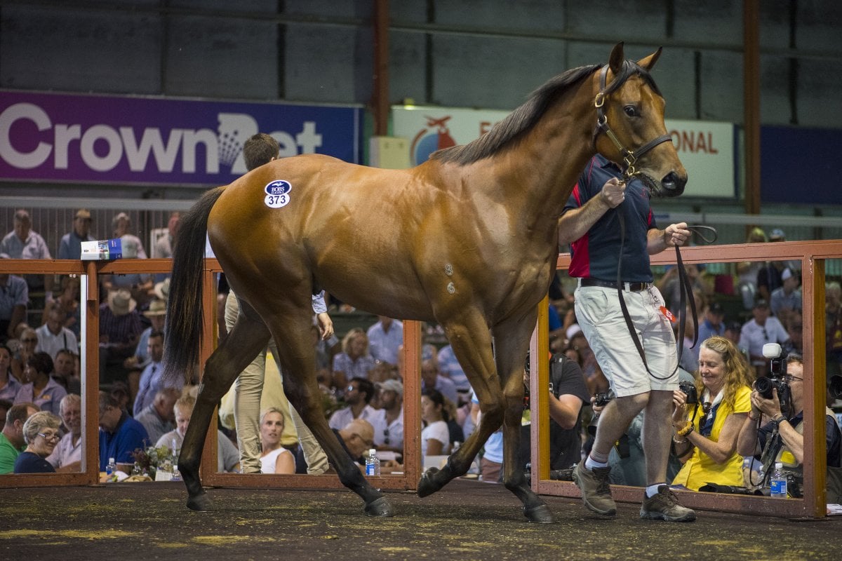 Invincible Colt Sells for $2 Million on Day Two