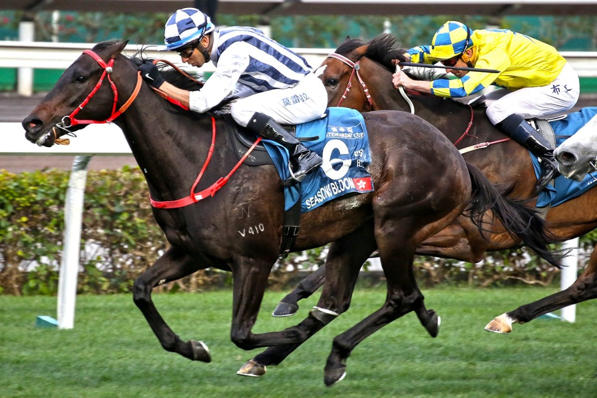 Queensland Bred Blooms in Hong Kong Group One