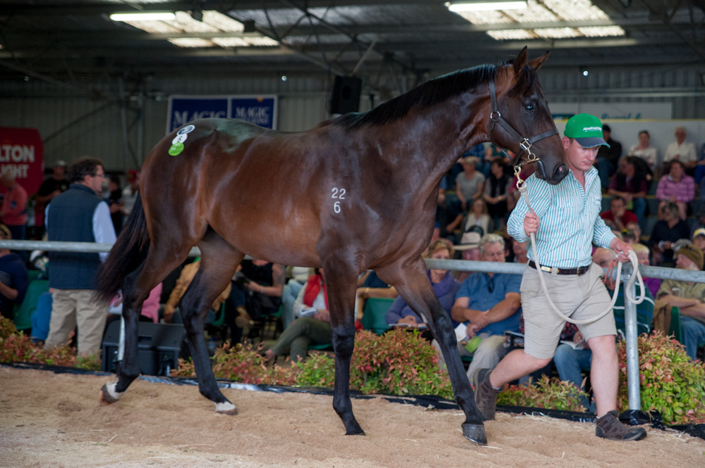 Tasmanian Yearling Sale Soars to Record Levels