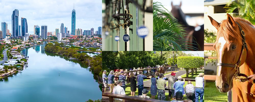 National Yearling Catalogue Now Online