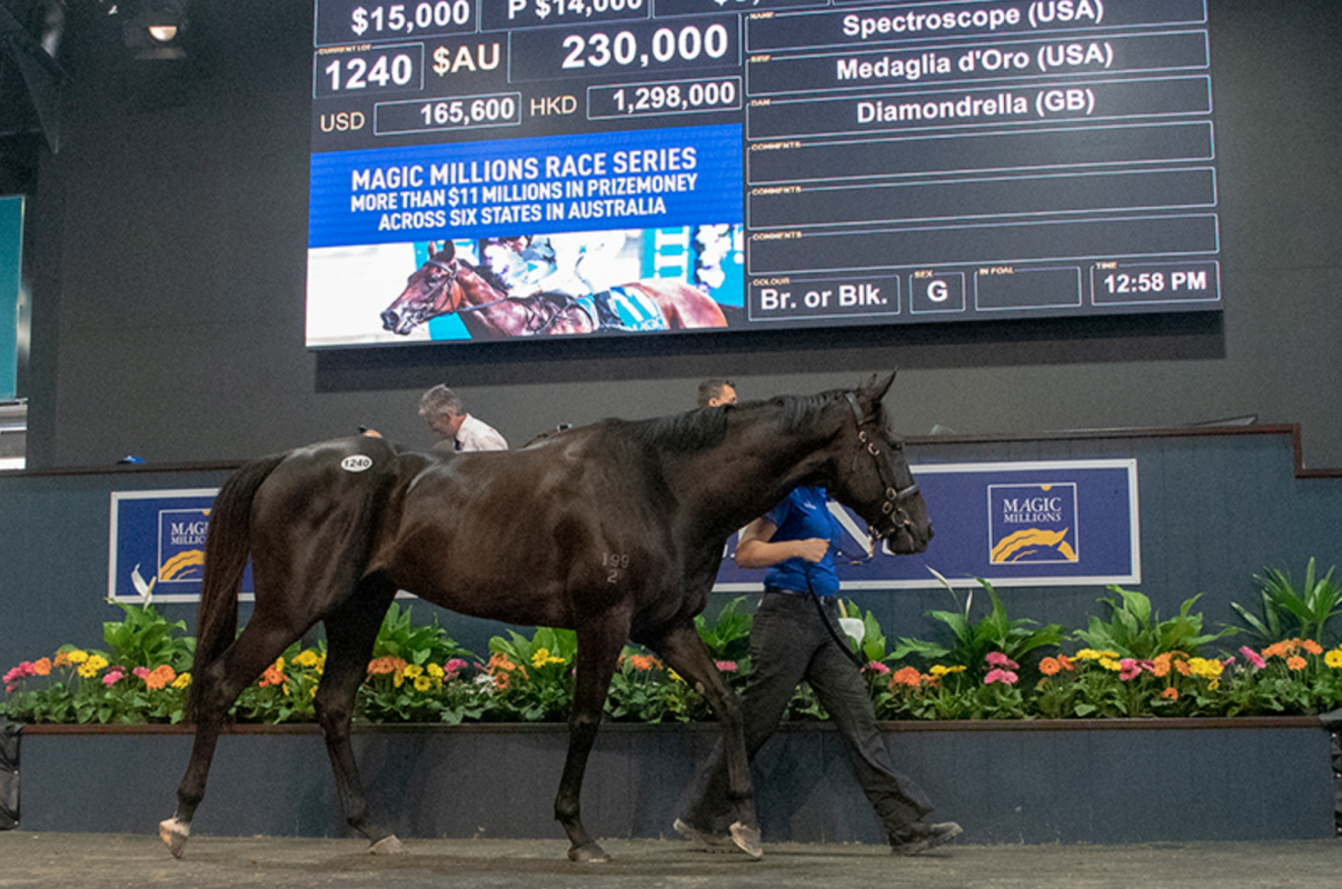 Magic Millions 2019 Hits Record Mark on Gold Coast