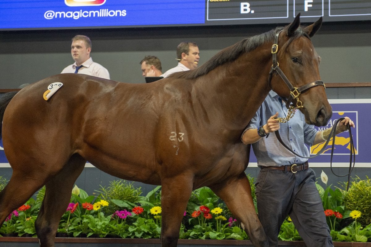 Young Sires Shine at Second Best Ever March Sale