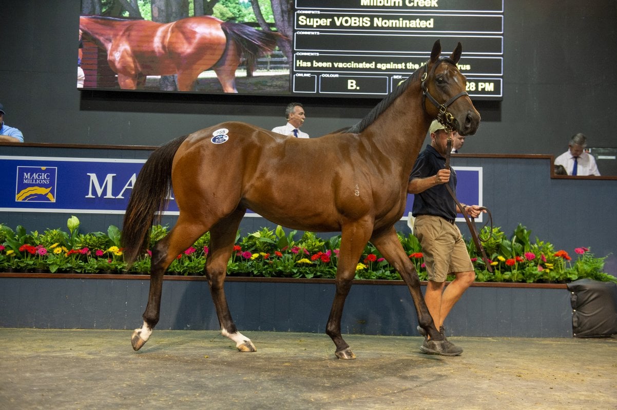 Exceed Colt Excels on Day One on Gold Coast