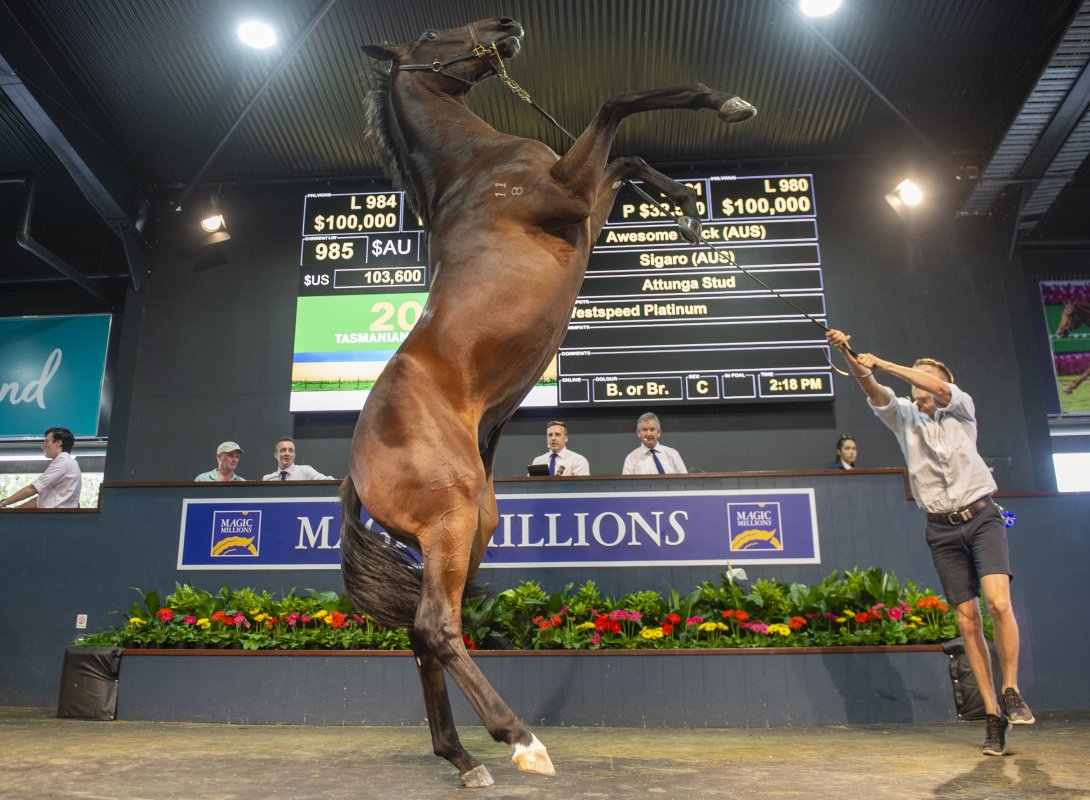 Gold Coast Yearling Sale Reaches New Heights