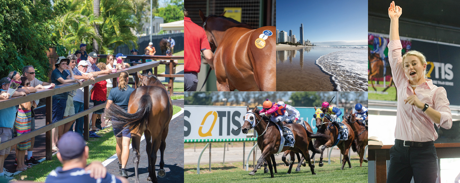 QTIS Yearlings to Light Up Gold Coast