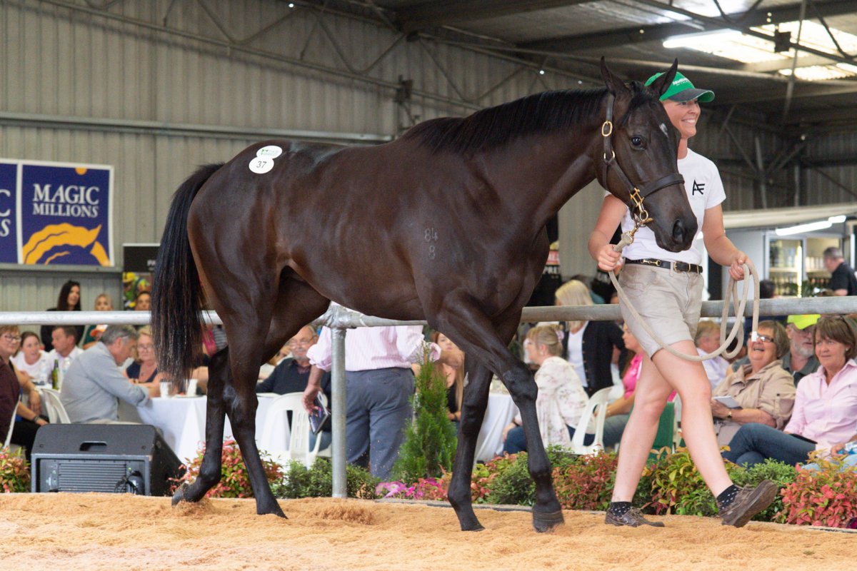 Records Tumble Across the Board at Tassie Yearling Sale