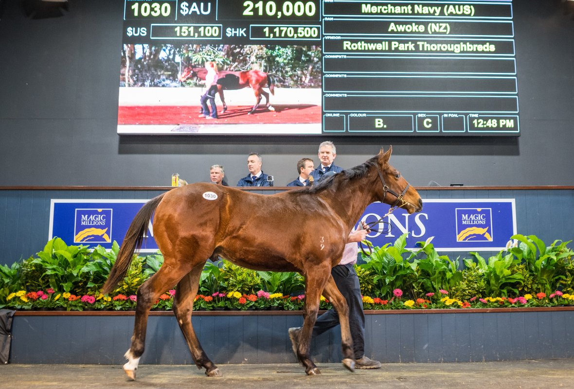Merchant Navy Colt Tops Day on the Gold Coast