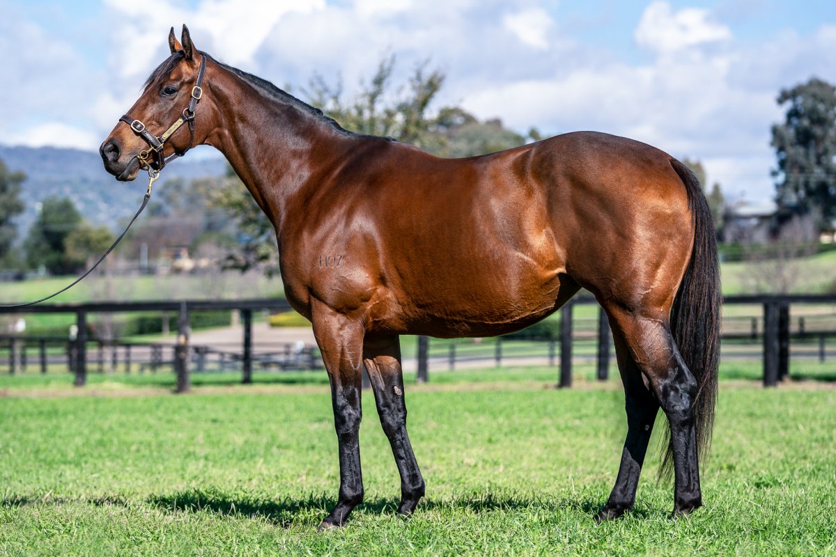 Yulong Swoop on Viddora at National Broodmare Sale