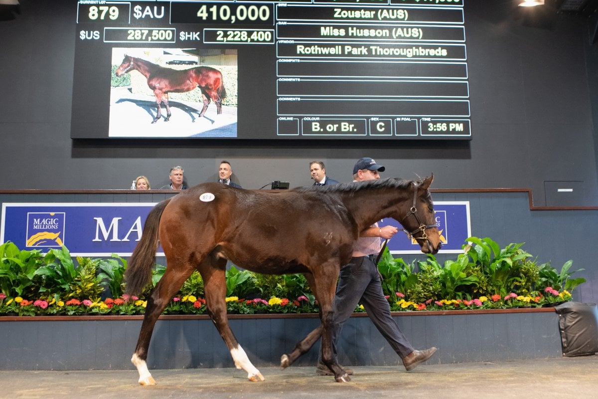 Zoustar Colt Tops Day One of National Weanling Sale