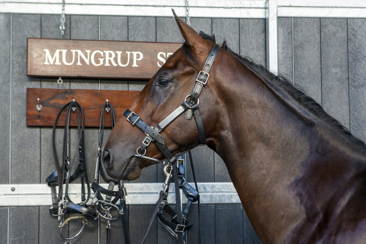 Mungrup Stud Complete Dispersal Catalogue Released