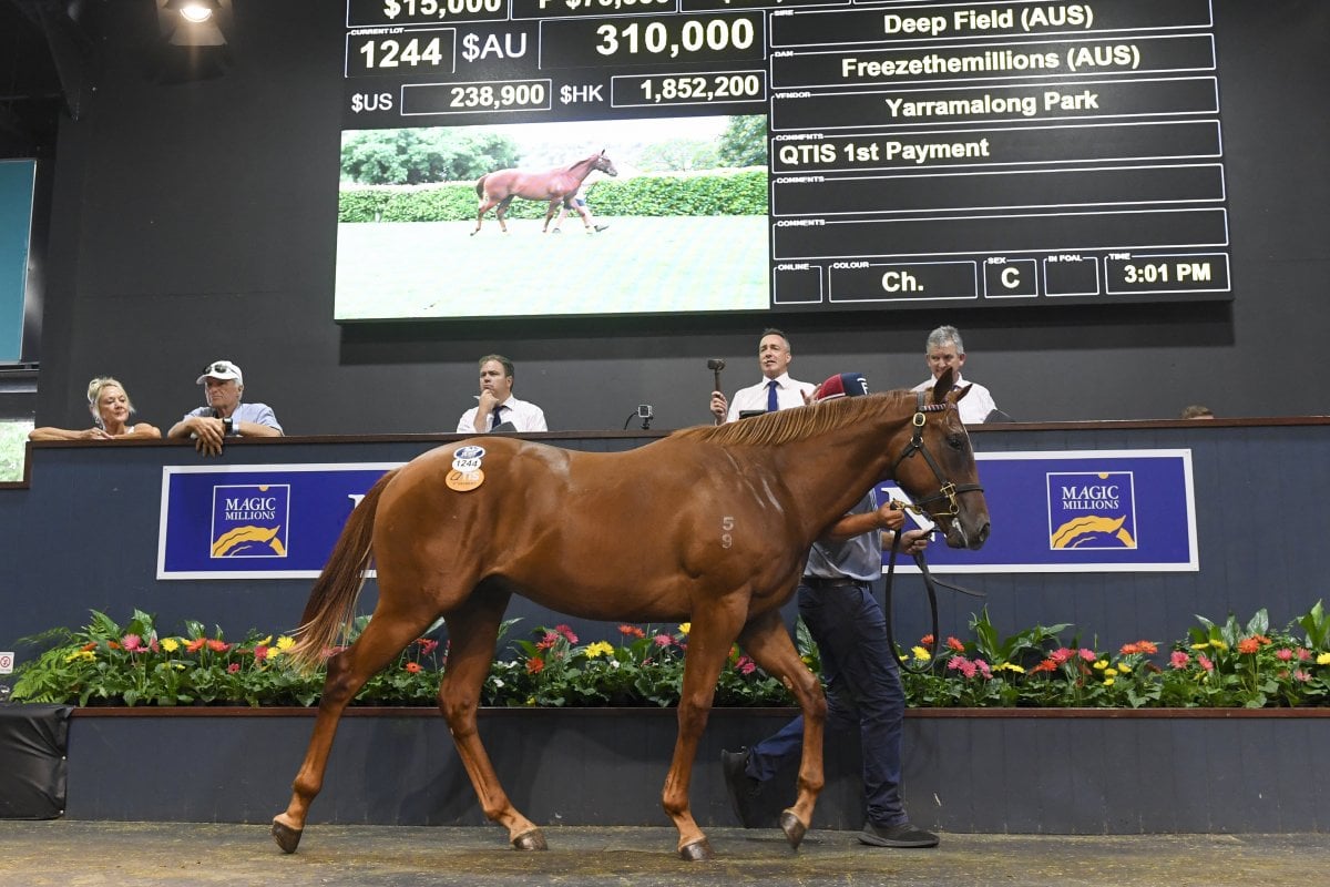 Records Smashed at Greatest Ever Gold Coast Yearling Sale