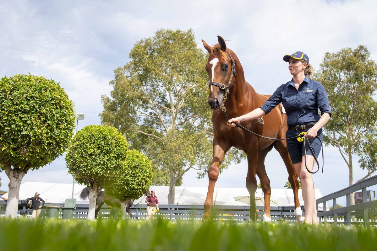 Capitalist Colt Stars as Amazing Adelaide Sale Concludes
