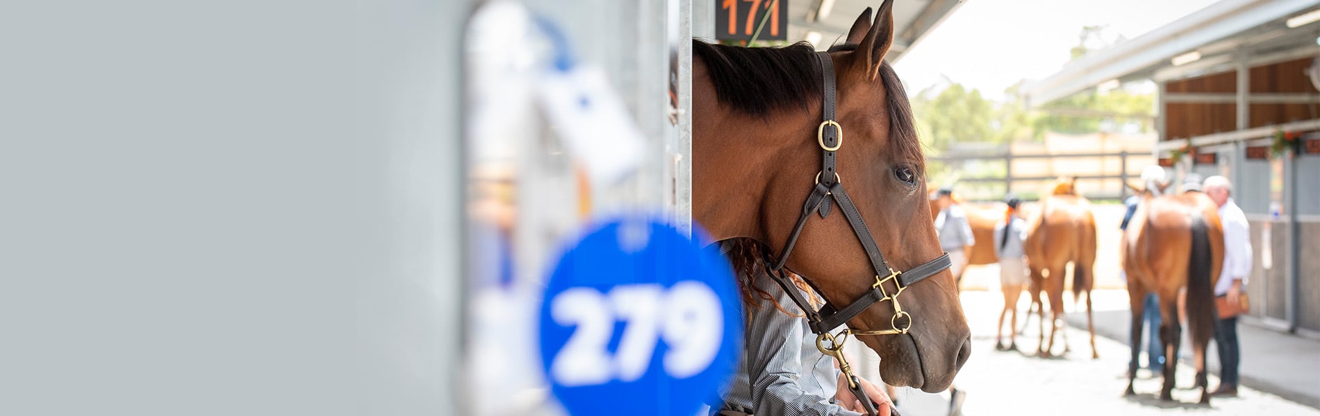 Magic Millions Magic Millions