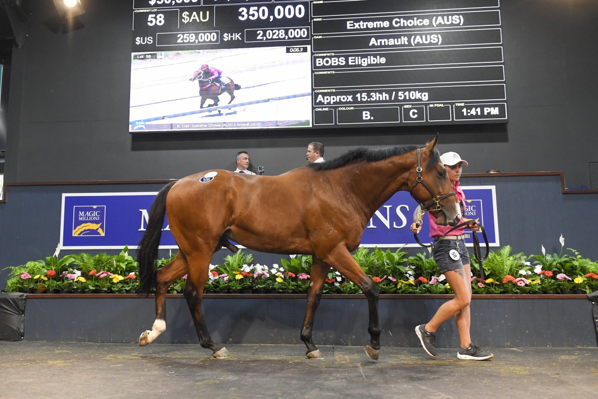 Extreme Choice Colt Tops Gold Coast 2YOs in Training Sale