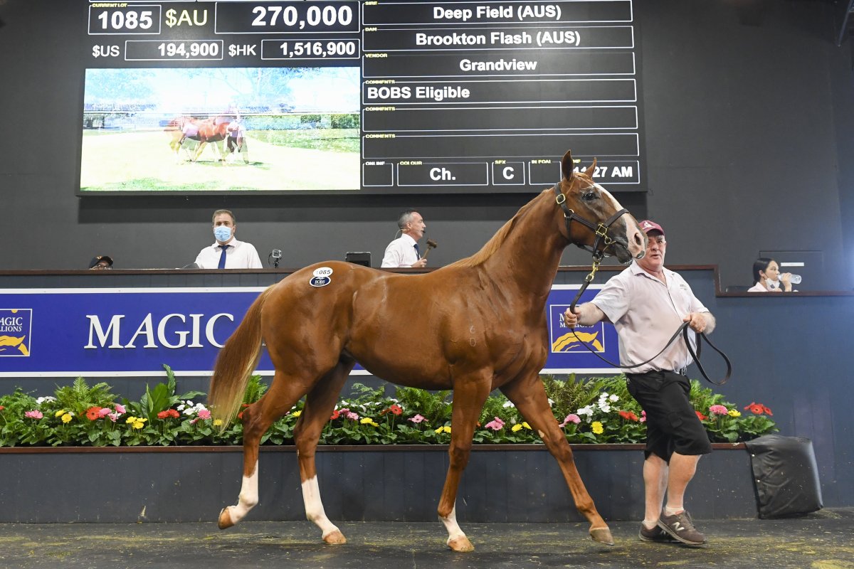 Curtain Falls on Record Breaking Gold Coast Yearling Sale