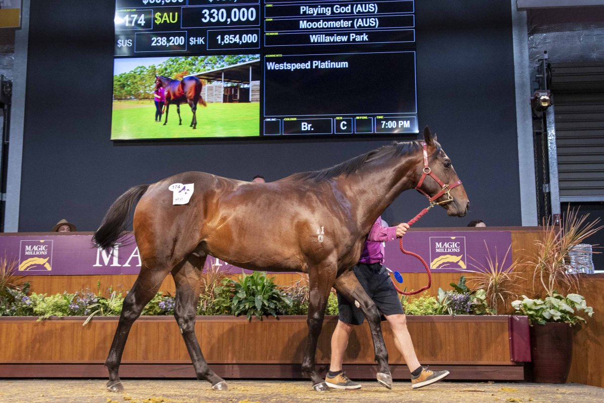 Playing God Colt Tops Record Smashing Perth Yearling Sale
