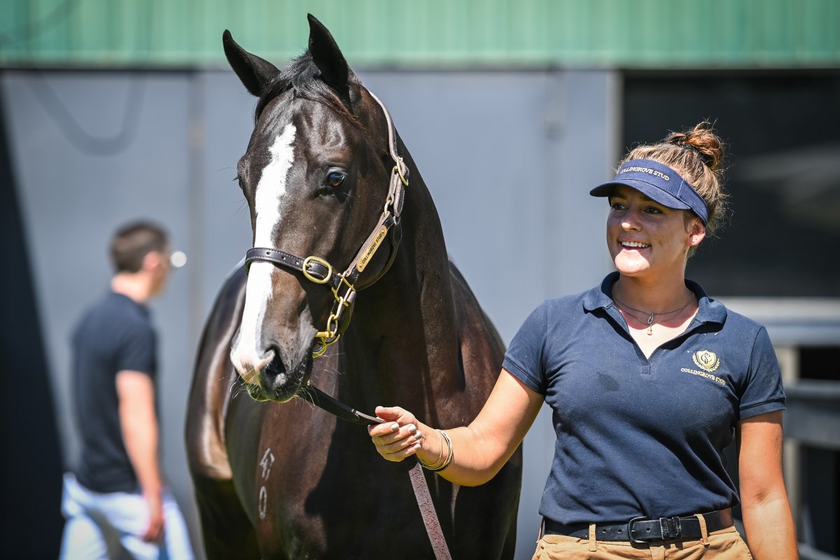 Snitzel Colt Tops Day One of Adelaide Yearling Sale