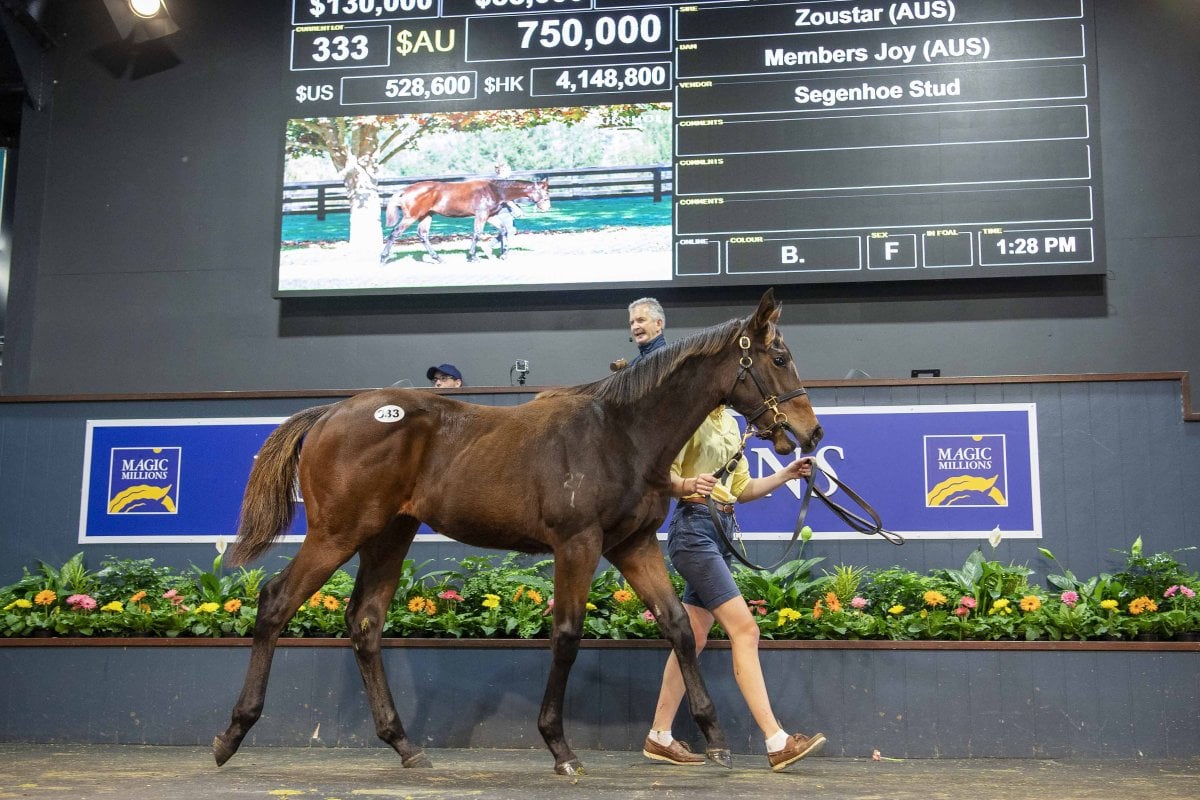 Zoustar Filly Tops National Weanling Sale