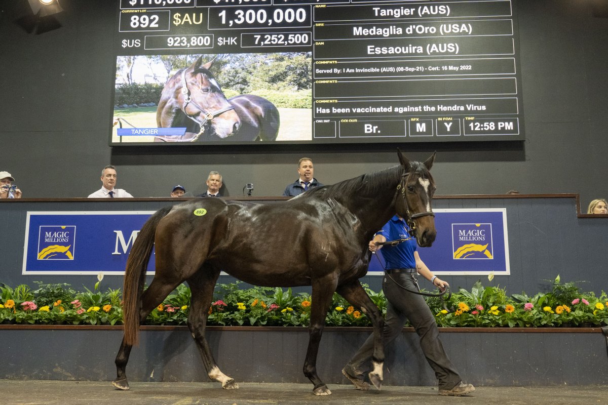 Blue Blood Tangier Tops Day Two of National Broodmare Sale - Magic Millions