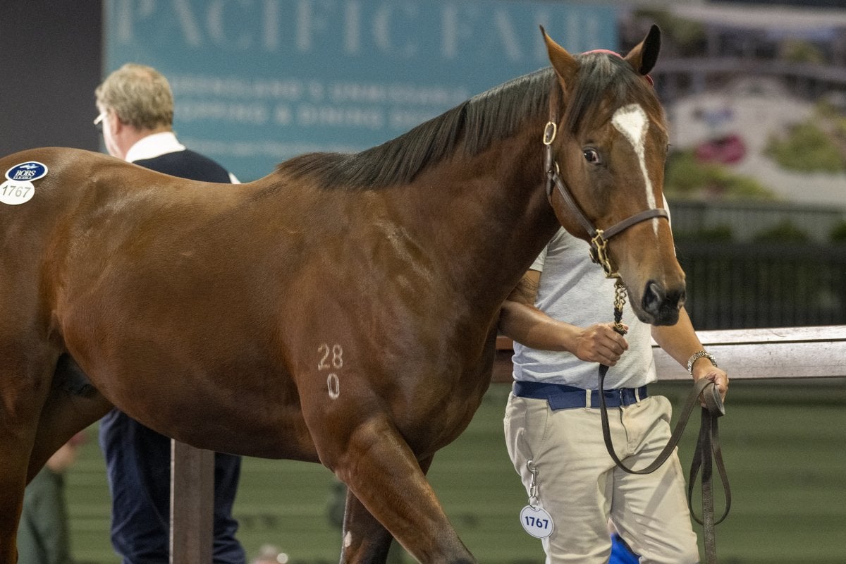 Exceed Colt Excels as Incredible National Sale Concludes