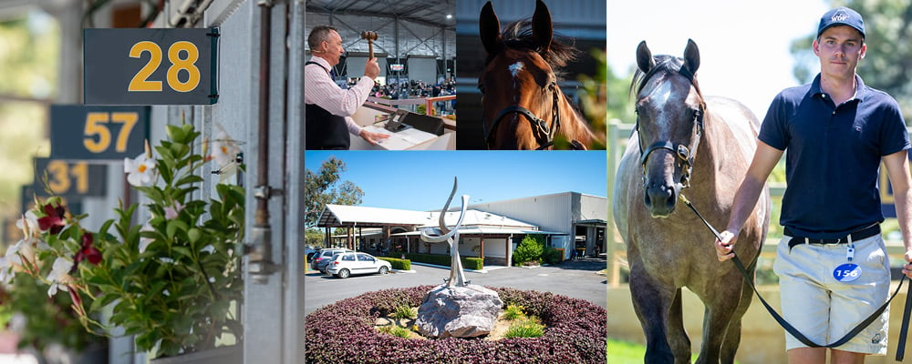 Opportunities Aplenty at Perth Winter Sale