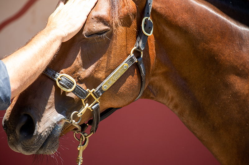 Entries Open for 2023 Magic Millions Yearling Sales Series