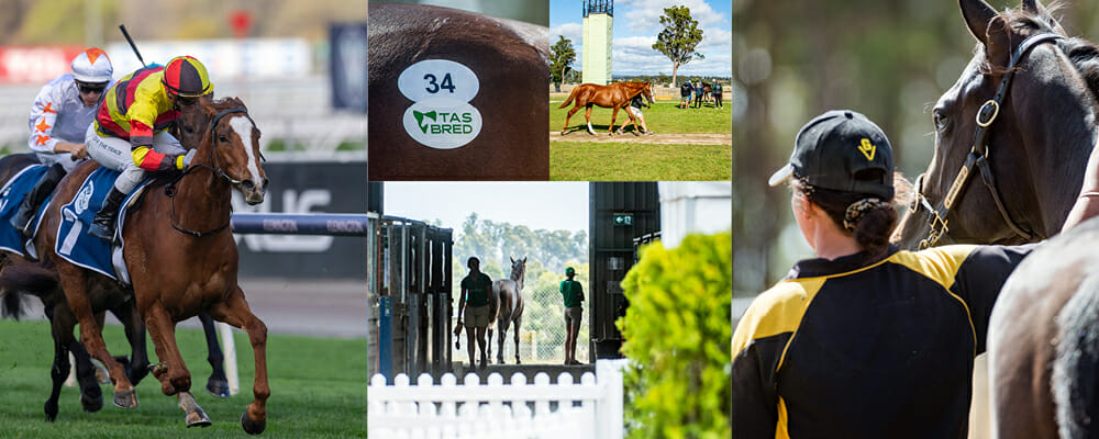 Quality Catalogue Online for 2023 Tasmanian Yearling Sale